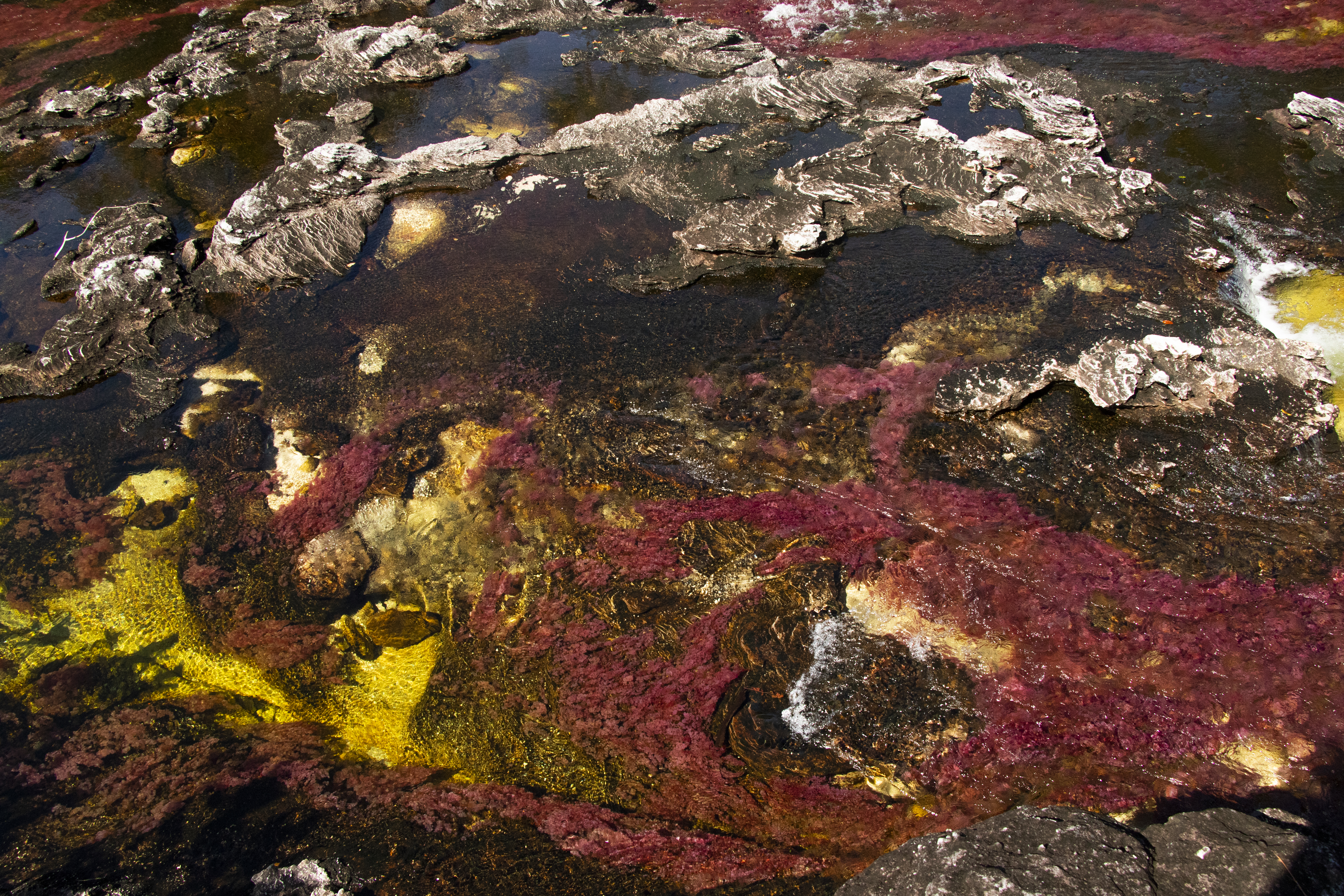 Caño Cristales